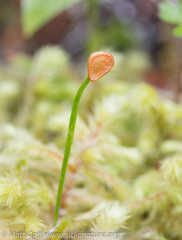 Fritillaria camschatcensis