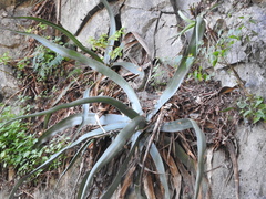Agave difformis
