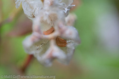 Fritillaria camschatcensis
