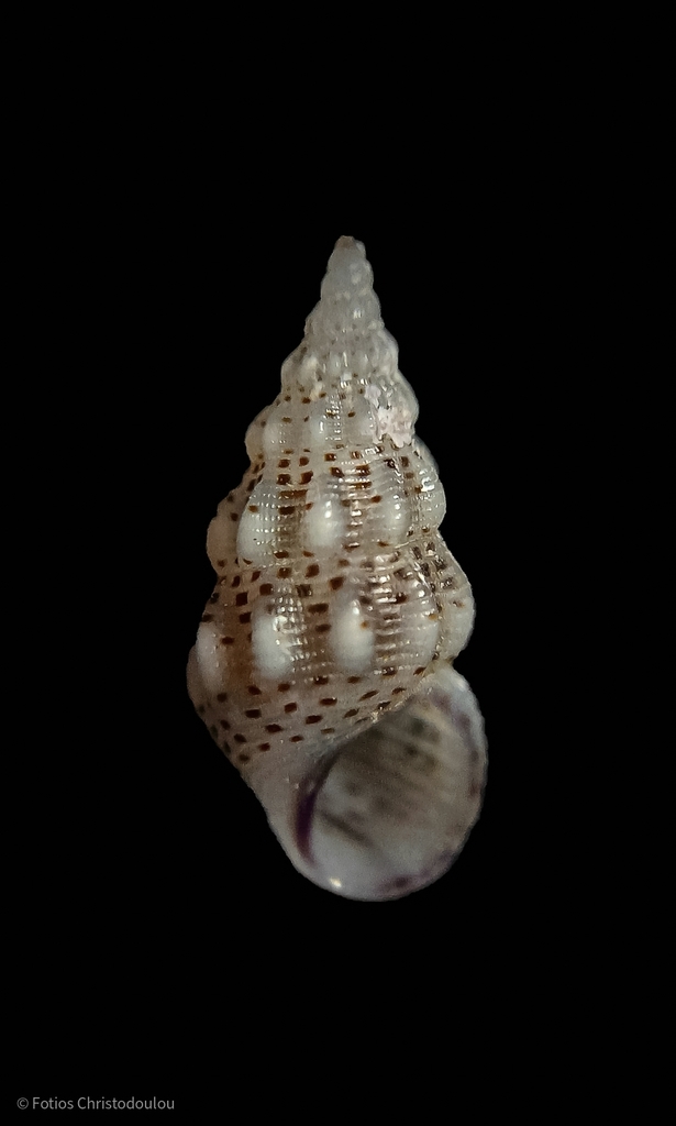 variable risso