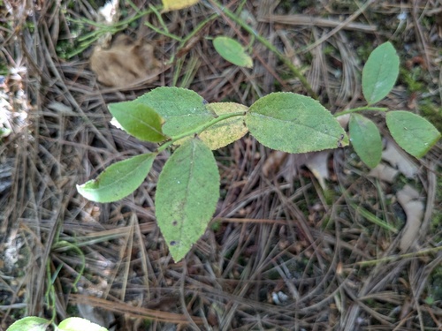 Vaccinium angustifolium