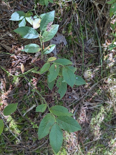 Vaccinium angustifolium