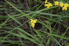 Lotus corniculatus