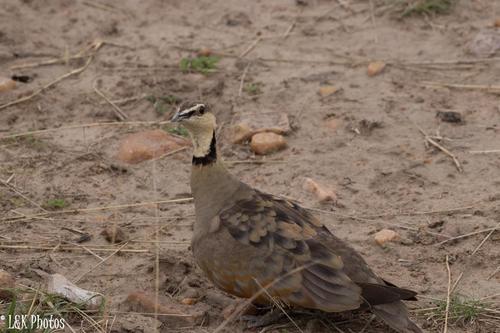 Pterocles gutturalis