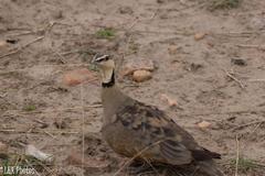 Pterocles gutturalis