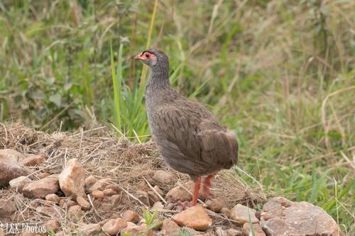Pternistis afer