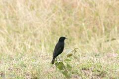 Myrmecocichla aethiops