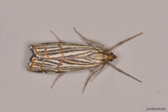 Chrysocrambus dentuellus