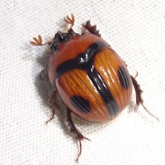 Bolbocerosoma biplagiatum