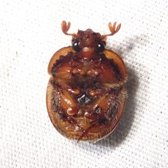 Bolbocerosoma biplagiatum