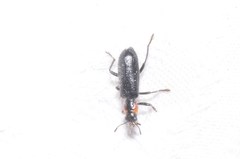 Placopterus thoracicus