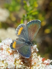 Euphilotes bernardino