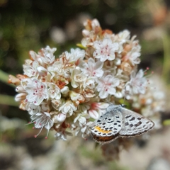 Euphilotes bernardino