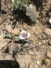 Calochortus elegans nanus