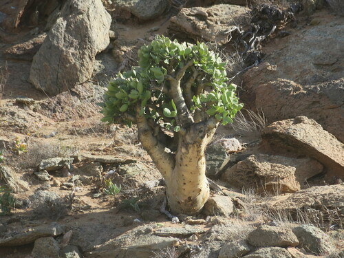 Tylecodon paniculatus