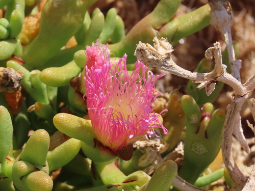 Image of Mesembryanthemum hypertrophicum by no rights reserved