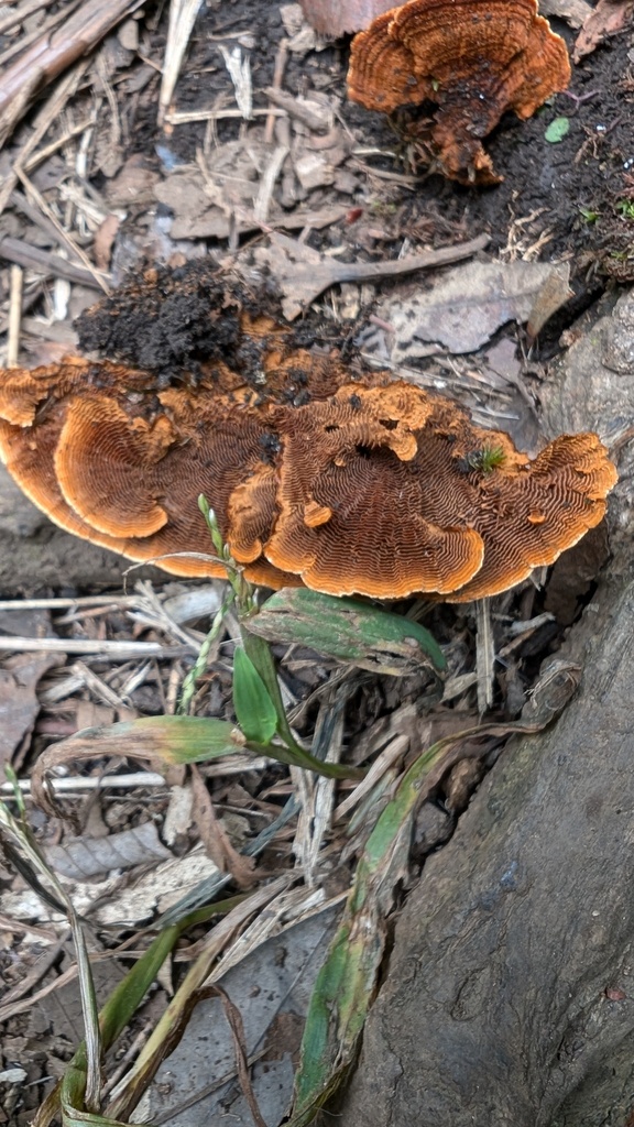 Hymenochaete cyclolamellata · September 2024 · photo: © atsushi_nakajima_cirque (iNaturalist, cc-by)