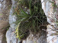 Tillandsia beutelspacheri