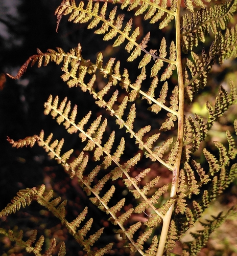 Image of Athyrium distentifolium by (c) hkujala, some rights reserved (CC BY)