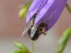 Melitta haemorrhoidalis