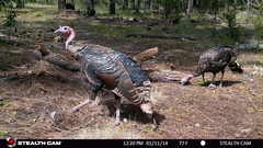 Meleagris gallopavo mexicana