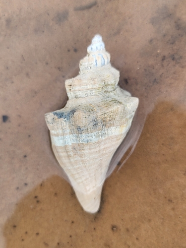 Pugilina morio observed 2024-09-28