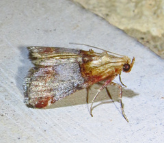 Cacozelia basiochrealis