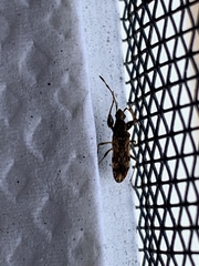 Neopamera albocincta