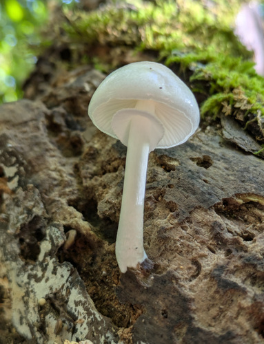 Oudemansiella mucida