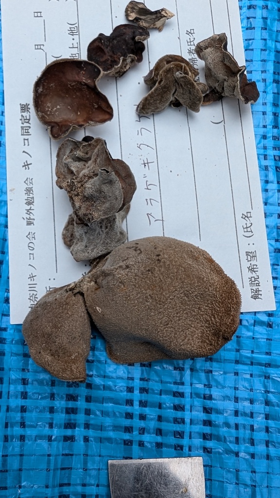 Auricularia polytricha · September 2024 · photo: © atsushi_nakajima_cirque (iNaturalist, cc-by)
