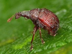 Himatolabus pubescens