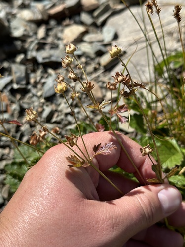 Image of Drymocallis pseudorupestris by no rights reserved