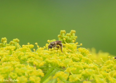 Lasioglossum pilosum