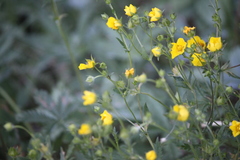 Potentilla gracilis