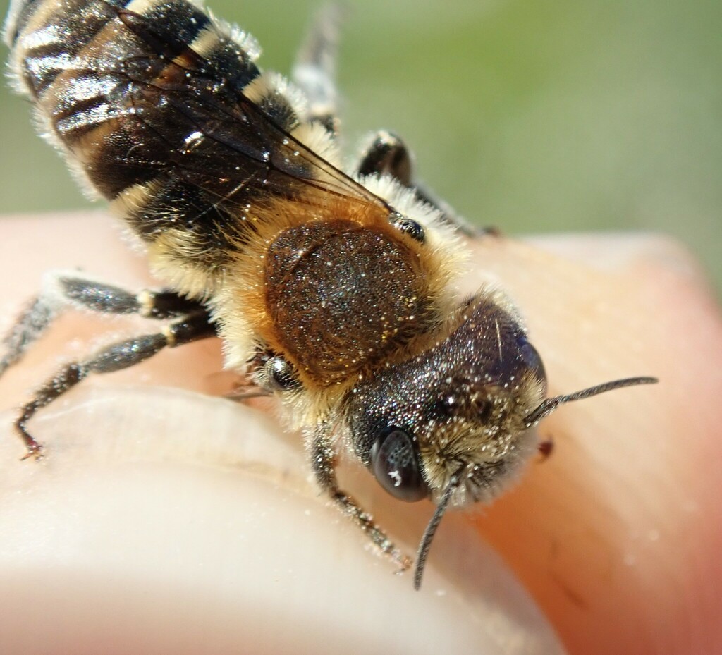 Osmia signata