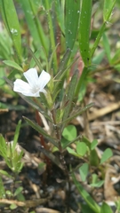 Dyschoriste angusta