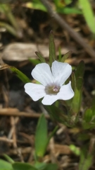 Dyschoriste angusta