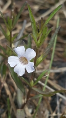 Dyschoriste angusta
