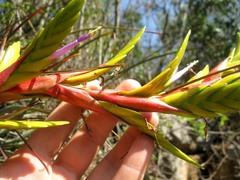 Tillandsia rodrigueziana