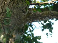 Thaumetopoea processionea