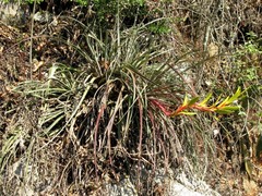 Tillandsia rodrigueziana