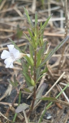 Dyschoriste angusta