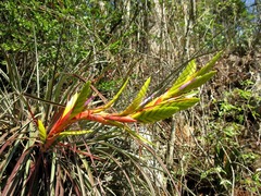 Tillandsia rodrigueziana