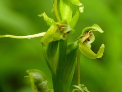 Platanthera hookeri image
