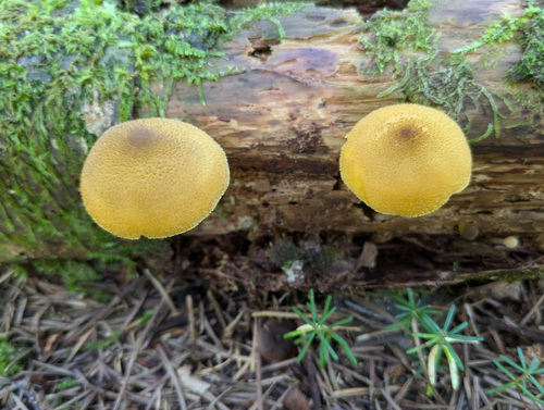 Tricholomopsis decora