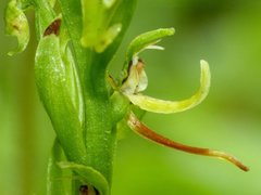 Platanthera hookeri image