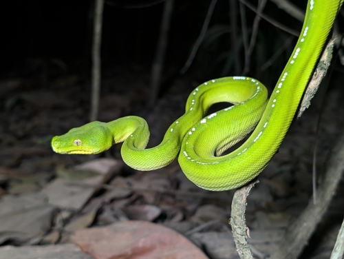 Southern Green Python sighting