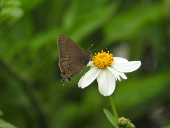 Electrostrymon guzanta