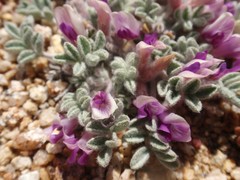 Astragalus purshii