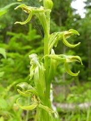 Platanthera hookeri image